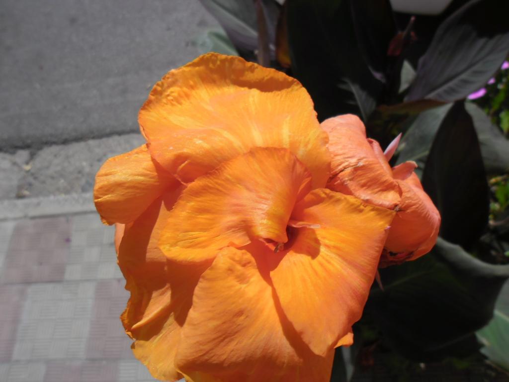 Canne Al Vento 特乌拉达 外观 照片